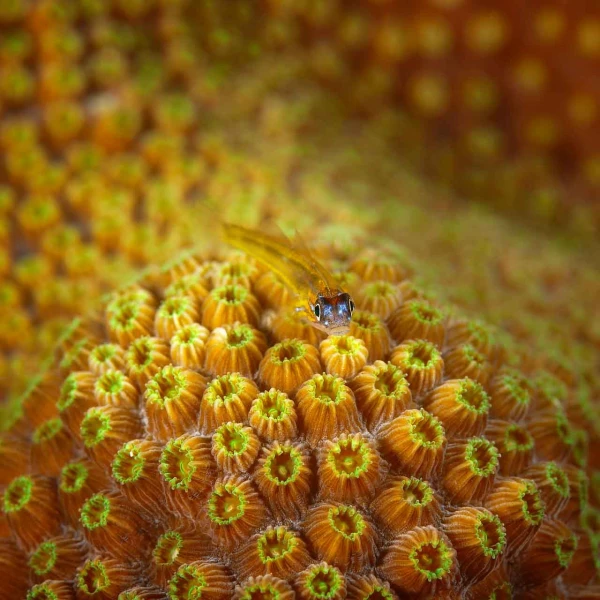 Regard de poisson par Amar Guillen, Artiste photographe. Regard de poisson par Amar Guillen, Artiste photographe.