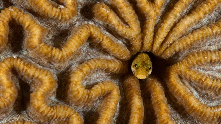 Regard de poisson par Amar Guillen, Artiste photographe. Regard de poisson par Amar Guillen, Artiste photographe.
