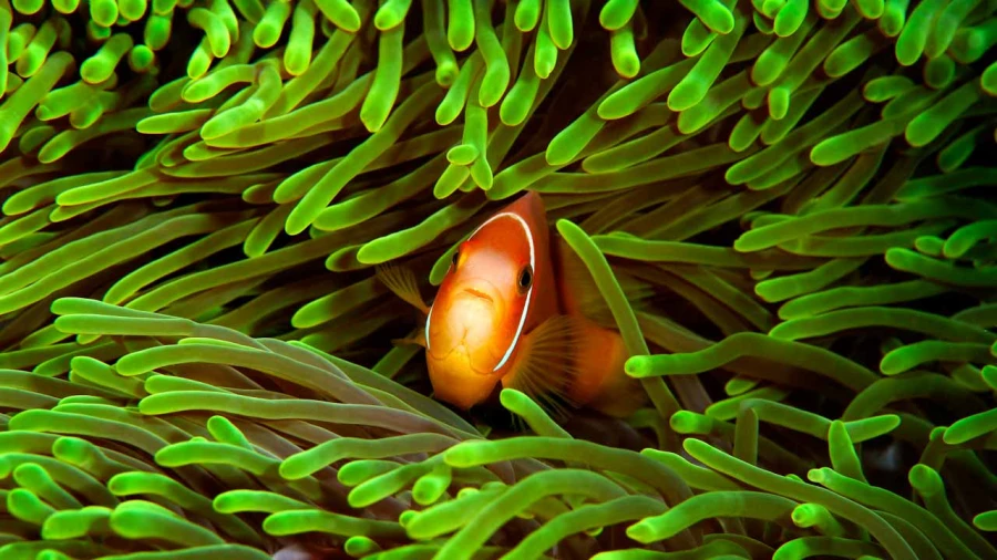 Regard de poisson par Amar Guillen, Artiste photographe. Regard de poisson par Amar Guillen, Artiste photographe.