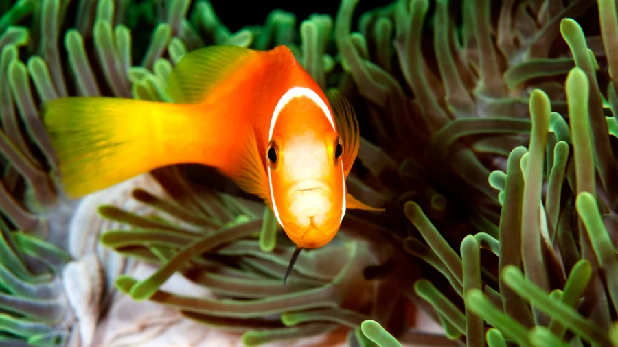 Regard de poisson par Amar Guillen, Artiste photographe. Regard de poisson par Amar Guillen, Artiste photographe.