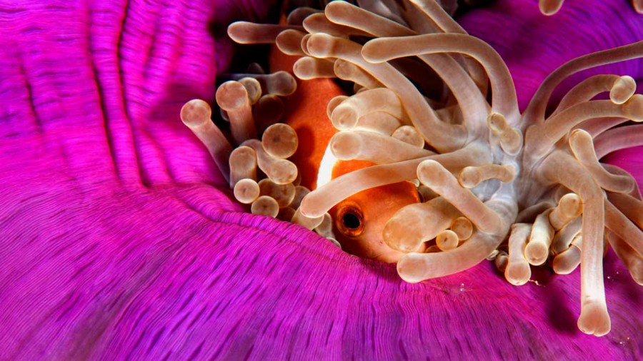Fish look by Amar Guillen, photographer artist. Fish look by Amar Guillen, photographer artist.