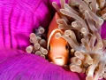 Regard de poisson par Amar Guillen, Artiste photographe.