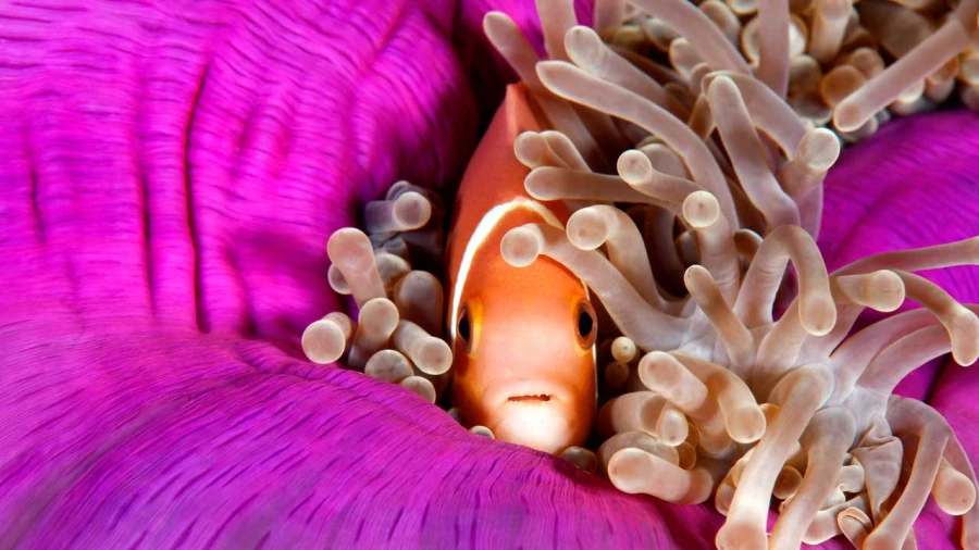 Regard de poisson par Amar Guillen, Artiste photographe. Regard de poisson par Amar Guillen, Artiste photographe.
