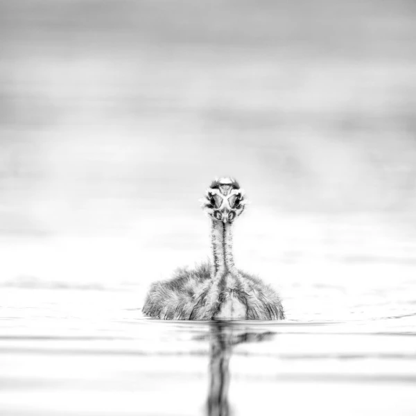 Birds look by Amar Guillen, photographer artist. Birds look by Amar Guillen, photographer artist.