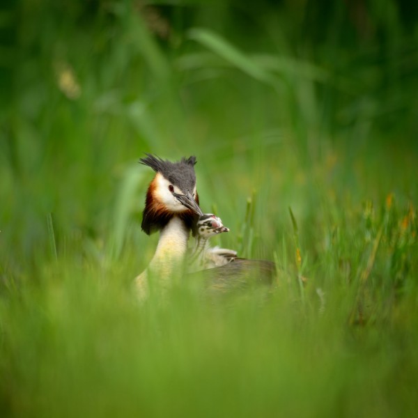 Birds look by Amar Guillen, photographer artist. Birds look by Amar Guillen, photographer artist.