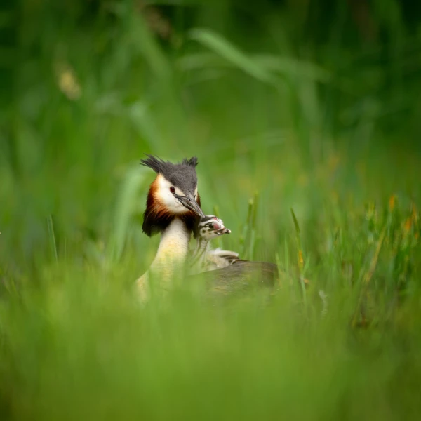 Birds look by Amar Guillen, photographer artist. Birds look by Amar Guillen, photographer artist.