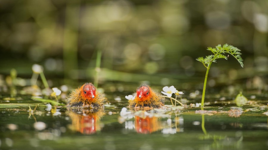 Birds look by Amar Guillen, photographer artist. Birds look by Amar Guillen, photographer artist.