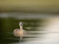 Birds look by Amar Guillen, photographer artist.