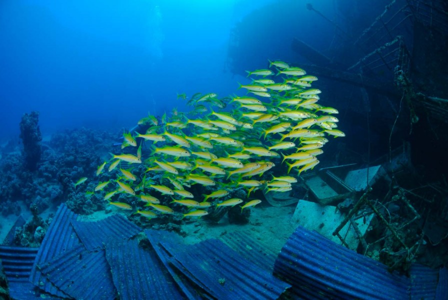 Wreck of Salem Express in Safaga Red Sea in Egypt by Amar Guille Wreck of Salem Express in Safaga Red Sea in Egypt by Amar Guille