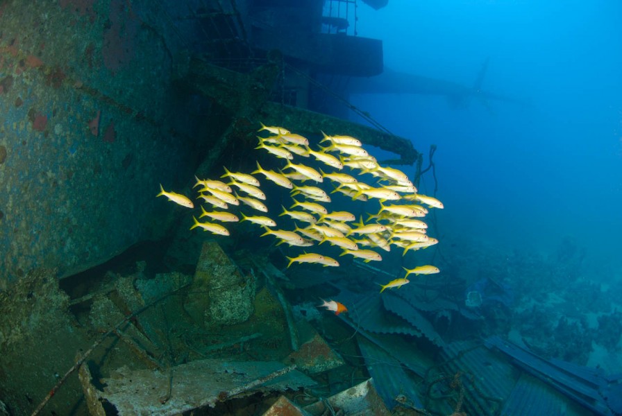 L'épave du Salem Express à Safaga en Mer Rouge en Egypte Amar L'épave du Salem Express à Safaga en Mer Rouge en Egypte Amar