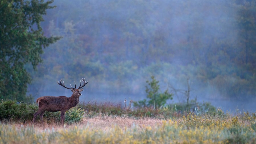 Photo d'un cerf pendant le brame du cerf par Amar Guillen, Artis Photo d'un cerf pendant le brame du cerf par Amar Guillen, Artis