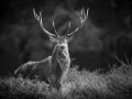 Photo de cerfs en noir et blanc pendant le brame par Amar Guille