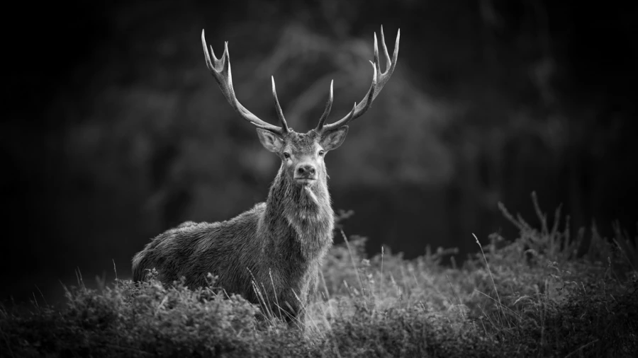 Photo de cerfs en noir et blanc pendant le brame par Amar Guille Photo de cerfs en noir et blanc pendant le brame par Amar Guille