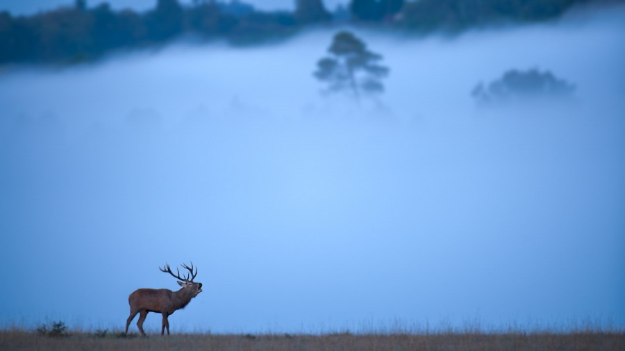Photo d'un cerf pendant le brame du cerf par Amar Guillen, Artis Photo d'un cerf pendant le brame du cerf par Amar Guillen, Artis