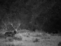 Photo de cerfs en noir et blanc pendant le brame par Amar Guille