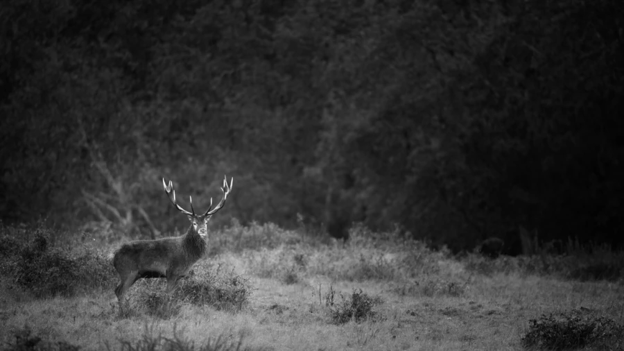 Photo de cerfs en noir et blanc pendant le brame par Amar Guille Photo de cerfs en noir et blanc pendant le brame par Amar Guille