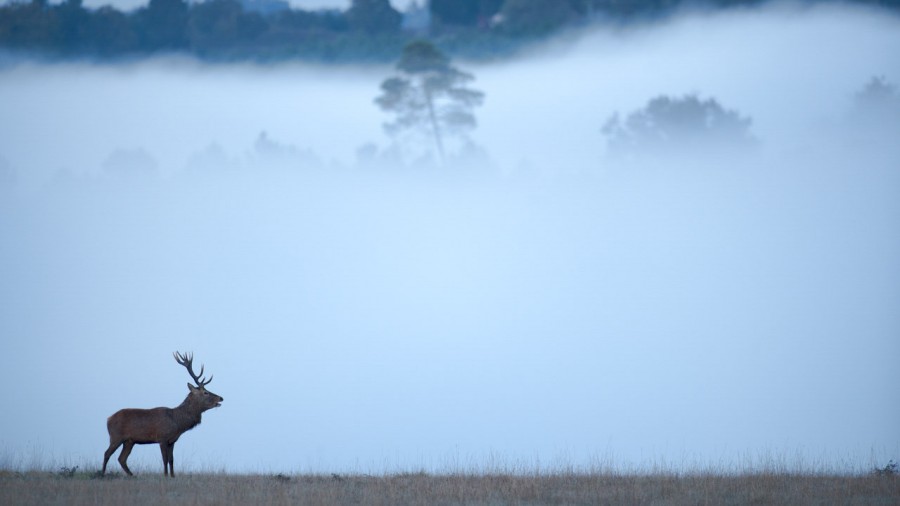 Photo d'un cerf pendant le brame du cerf par Amar Guillen, Artis Photo d'un cerf pendant le brame du cerf par Amar Guillen, Artis