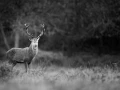 Photo de cerfs en noir et blanc pendant le brame par Amar Guille