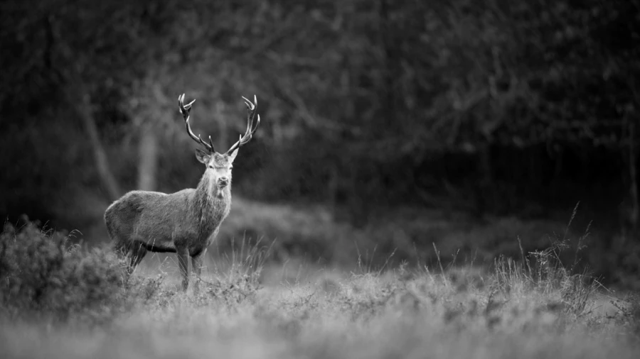 Photo de cerfs en noir et blanc pendant le brame par Amar Guille Photo de cerfs en noir et blanc pendant le brame par Amar Guille