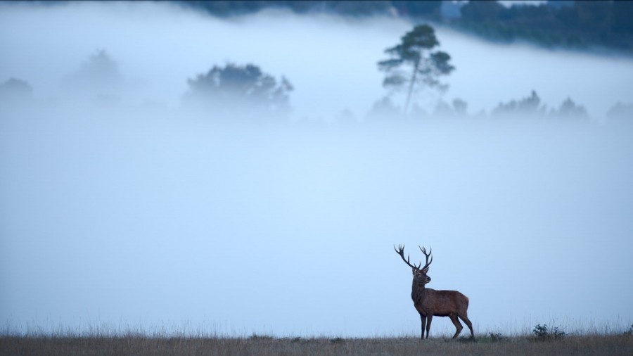 Photo d'un cerf pendant le brame du cerf par Amar Guillen, Artis Photo d'un cerf pendant le brame du cerf par Amar Guillen, Artis