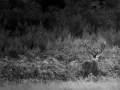 Photo de cerfs en noir et blanc pendant le brame par Amar Guille
