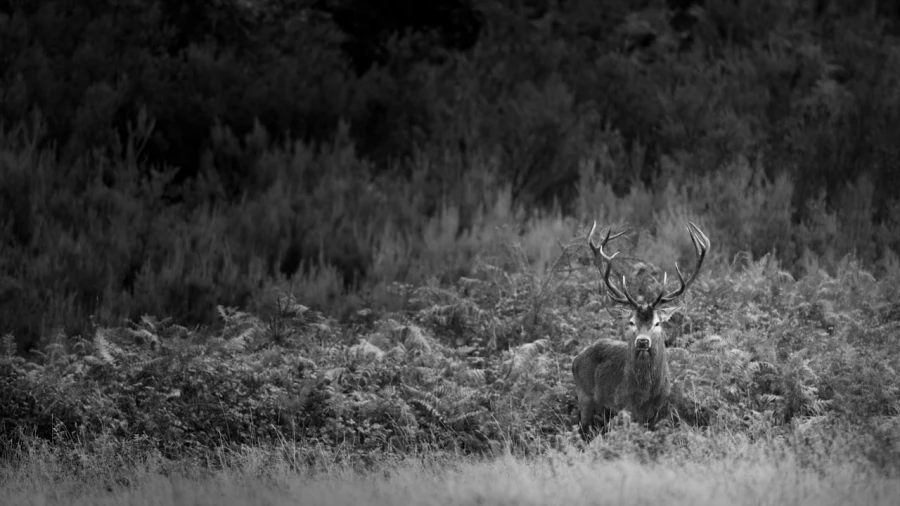 Photo de cerfs en noir et blanc pendant le brame par Amar Guille Photo de cerfs en noir et blanc pendant le brame par Amar Guille