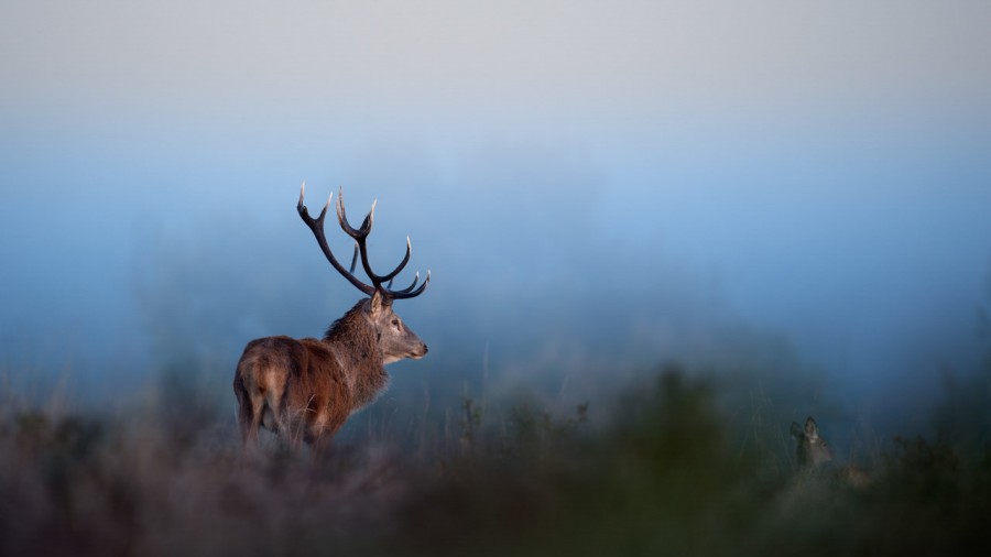 Photo d'un cerf pendant le brame du cerf par Amar Guillen, Artis Photo d'un cerf pendant le brame du cerf par Amar Guillen, Artis