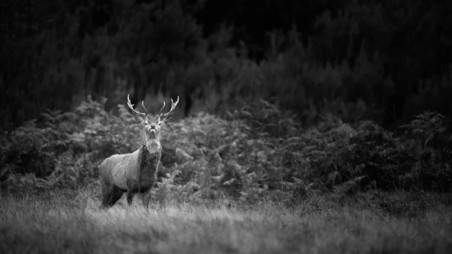 Photo de cerfs en noir et blanc pendant le brame par Amar Guille Photo de cerfs en noir et blanc pendant le brame par Amar Guille