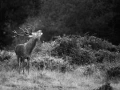 Photo de cerfs en noir et blanc pendant le brame par Amar Guille