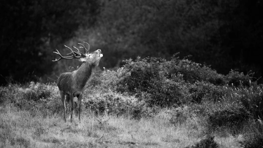 Photo de cerfs en noir et blanc pendant le brame par Amar Guille Photo de cerfs en noir et blanc pendant le brame par Amar Guille