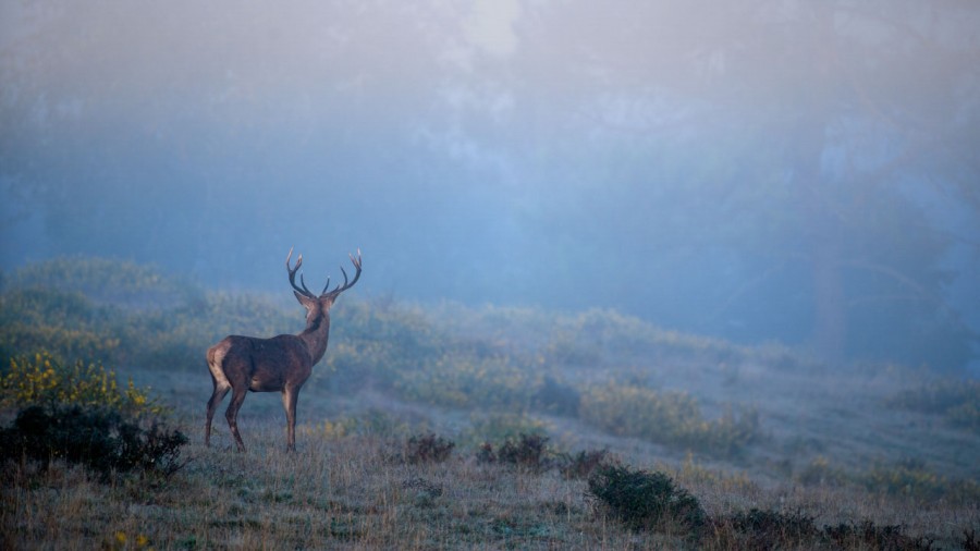 Photo d'un cerf pendant le brame du cerf par Amar Guillen, Artis Photo d'un cerf pendant le brame du cerf par Amar Guillen, Artis