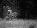 Photo de cerfs en noir et blanc pendant le brame par Amar Guille
