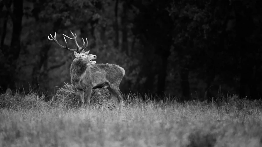 Photo de cerfs en noir et blanc pendant le brame par Amar Guille Photo de cerfs en noir et blanc pendant le brame par Amar Guille