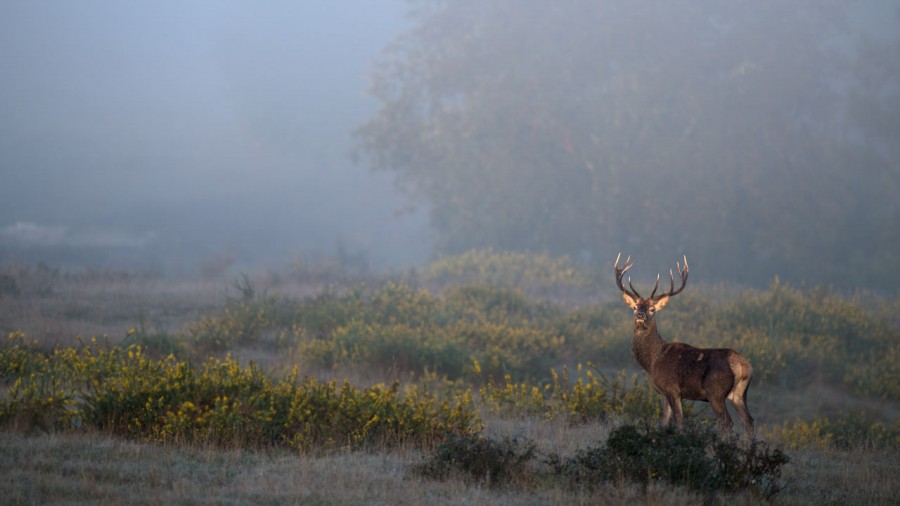 Photo d'un cerf pendant le brame du cerf par Amar Guillen, Artis Photo d'un cerf pendant le brame du cerf par Amar Guillen, Artis