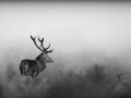 Photo de cerfs en noir et blanc pendant le brame par Amar Guille