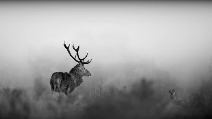 Photo de cerfs en noir et blanc pendant le brame par Amar Guille Photo de cerfs en noir et blanc pendant le brame par Amar Guille