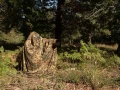 Utiliser un fantôme des bois pour photographier le brame du cer
