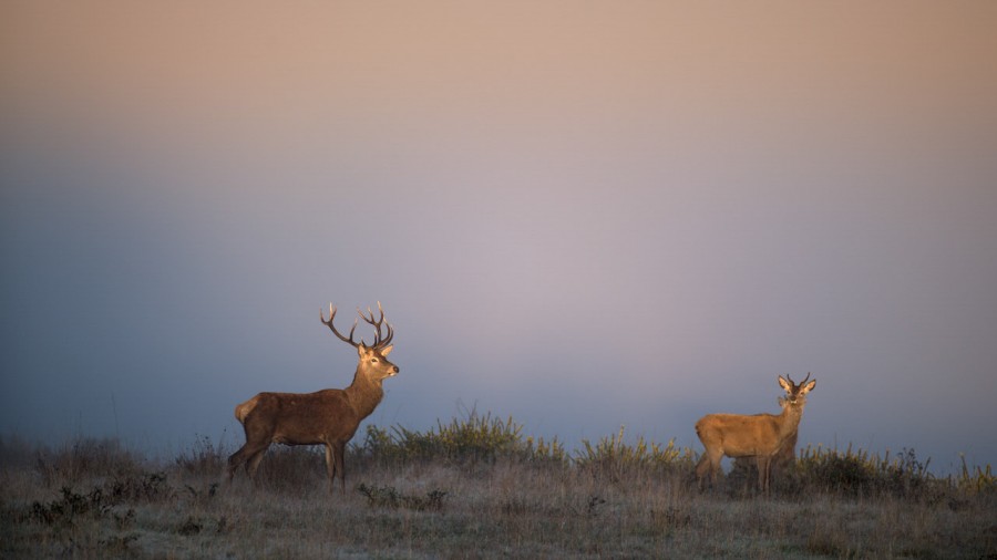Photo d'un cerf pendant le brame du cerf par Amar Guillen, Artis Photo d'un cerf pendant le brame du cerf par Amar Guillen, Artis