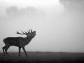 Photo de cerfs en noir et blanc pendant le brame par Amar Guille