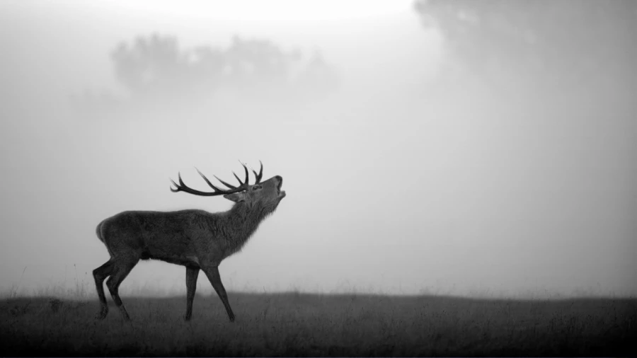 Photo de cerfs en noir et blanc pendant le brame par Amar Guille Photo de cerfs en noir et blanc pendant le brame par Amar Guille