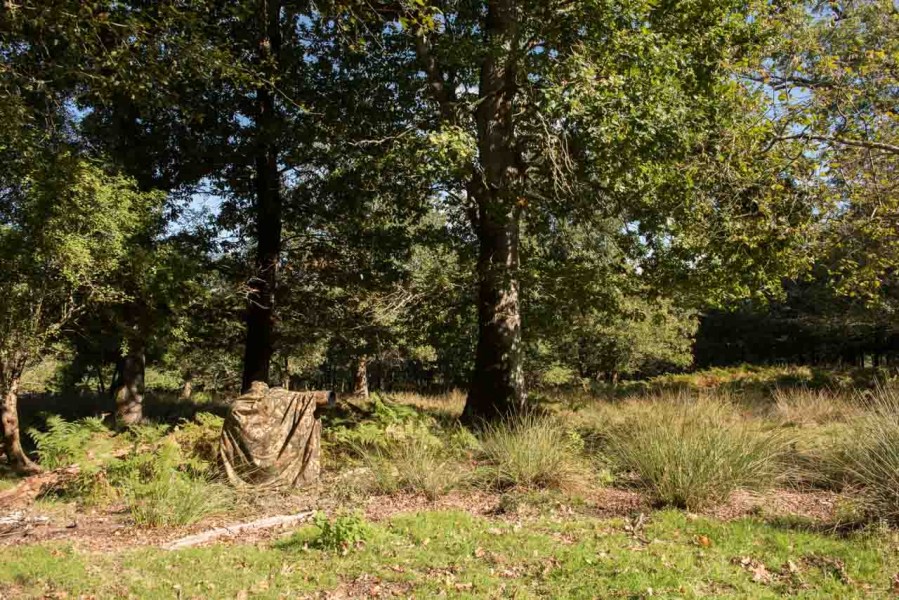 Using a cloth camera blind for rut of the deer by Amar Guillen, Using a cloth camera blind for rut of the deer by Amar Guillen,