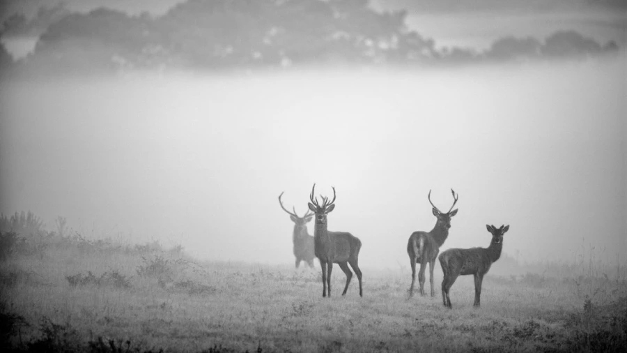 Photo de cerfs en noir et blanc pendant le brame par Amar Guille Photo de cerfs en noir et blanc pendant le brame par Amar Guille