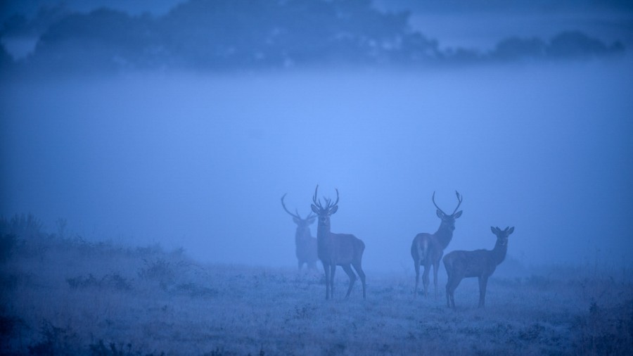 Photo d'un cerf pendant le brame du cerf par Amar Guillen, Artis Photo d'un cerf pendant le brame du cerf par Amar Guillen, Artis