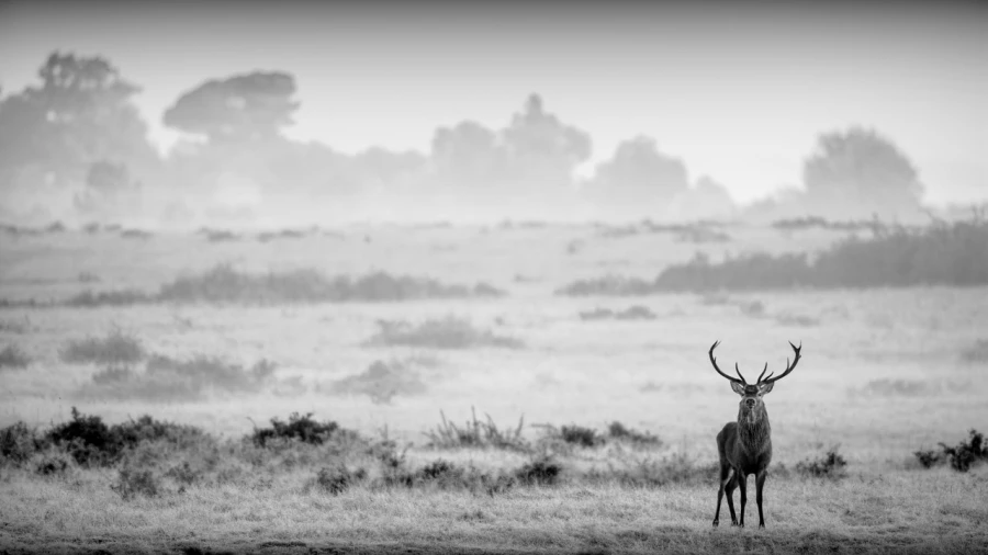 Photo de cerfs en noir et blanc pendant le brame par Amar Guille Photo de cerfs en noir et blanc pendant le brame par Amar Guille