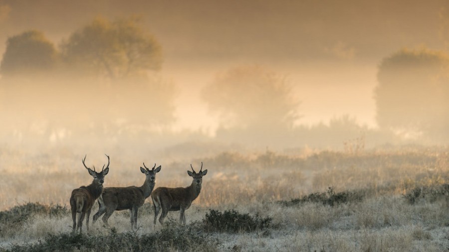 Photo d'un cerf pendant le brame du cerf par Amar Guillen, Artis Photo d'un cerf pendant le brame du cerf par Amar Guillen, Artis