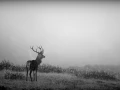 Photo de cerfs en noir et blanc pendant le brame par Amar Guille
