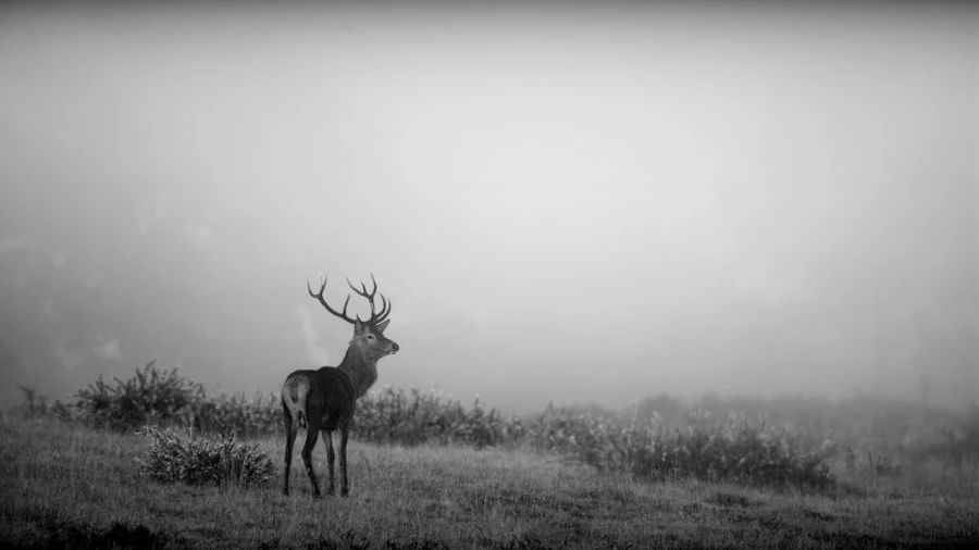 Photo de cerfs en noir et blanc pendant le brame par Amar Guille Photo de cerfs en noir et blanc pendant le brame par Amar Guille