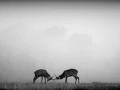 Photo de cerfs en noir et blanc pendant le brame par Amar Guille