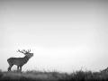 Photo de cerfs en noir et blanc pendant le brame par Amar Guille