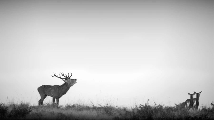 Photo de cerfs en noir et blanc pendant le brame par Amar Guille Photo de cerfs en noir et blanc pendant le brame par Amar Guille